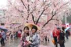 Phụ nữ Việt hoá thân thành phụ nữ Nhật trong lễ hội hoa anh đào