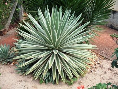 Trồng cây sai cách trong nhà, muôn đời tài lộc không đến