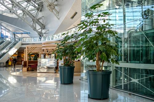 trong cay sai cach trong nha, muon doi tai loc khong den - 2