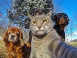 1001 kiểu selfie khó đỡ của các loại động vật