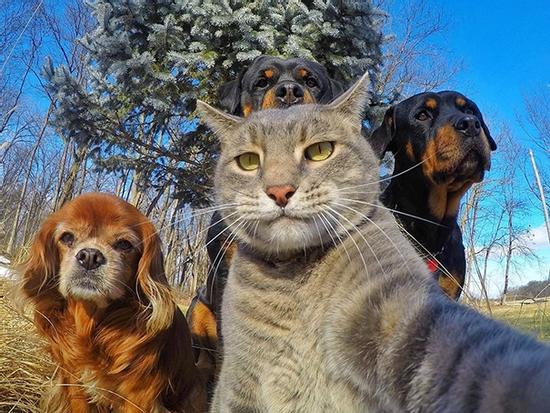 1001 kiểu selfie khó đỡ của các loại động vật