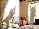 Chú mèo có màn múa ballet 'nhập tâm' nhất trên thế giới