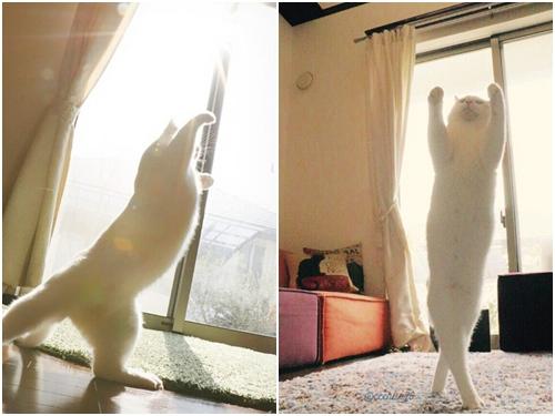 Chú mèo có màn múa ballet 'nhập tâm' nhất trên thế giới