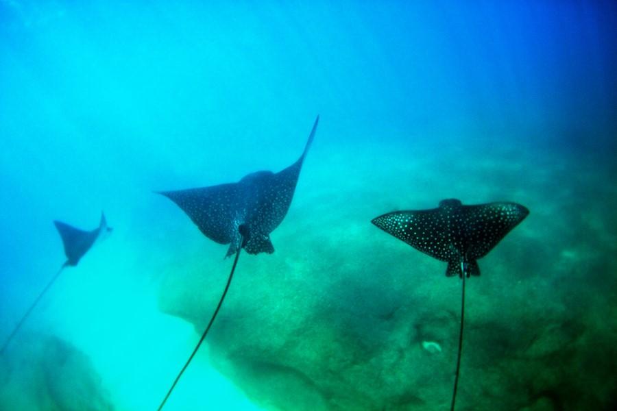 Các bãi biển: Quần đảo Hawaii có 19 đảo và đảo san hô, kéo dài suốt 2.400 km biển. Nhờ đó, Hawaii nổi tiếng là điểm đến lý tưởng với những bãi biển xinh đẹp. Ảnh: Unsplash.