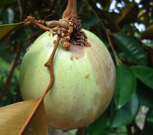 Khi ăn cần lưu ý vì vú sữa rất dễ có sâu ở cuống. Anh rminh họa.