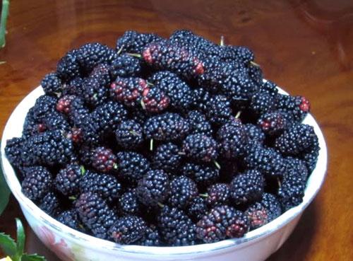 Dâu tằm rất tốt cho người bị mất ngủ, tóc bạc sớm. Ảnh minh họa