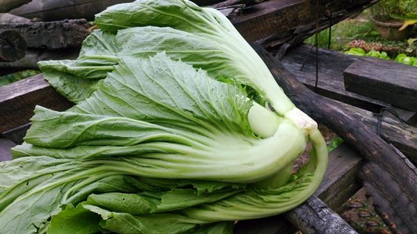 meo muoi dua cai gion ngon khong bi khu, lam mon nao cung ngon hinh anh 1