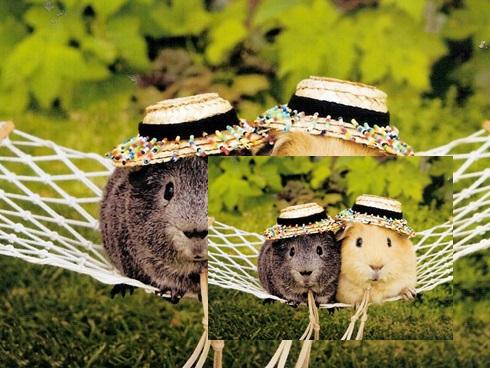 Truyện cười: Thử thách bắt chuột chọn chồng