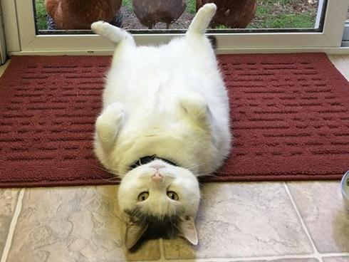 Dân tình điên đảo vì Thánh mèo lợn lười biếng cả ngày chỉ nằm chềnh ềnh