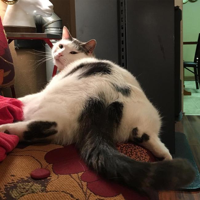 Dân tình điên đảo vì Thánh mèo lợn lười biếng cả ngày chỉ nằm chềnh ềnh - Ảnh 5.