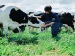Trang trại bò sữa Organic: bước tiến mới của ngành sữa Việt