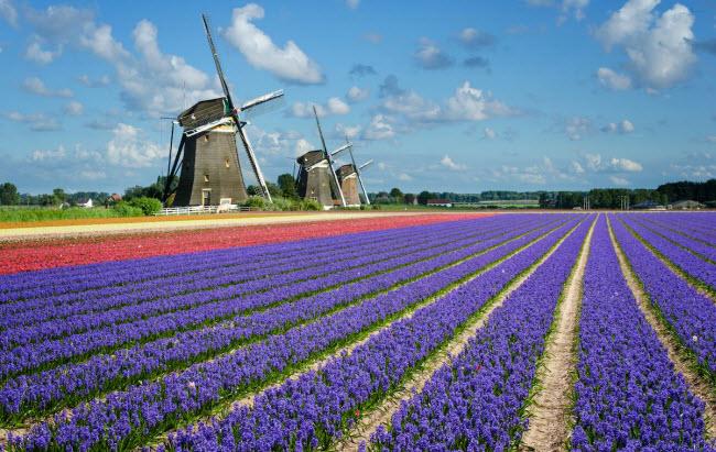 Công viên Keukenhof có diện tích rộng 32 ha.