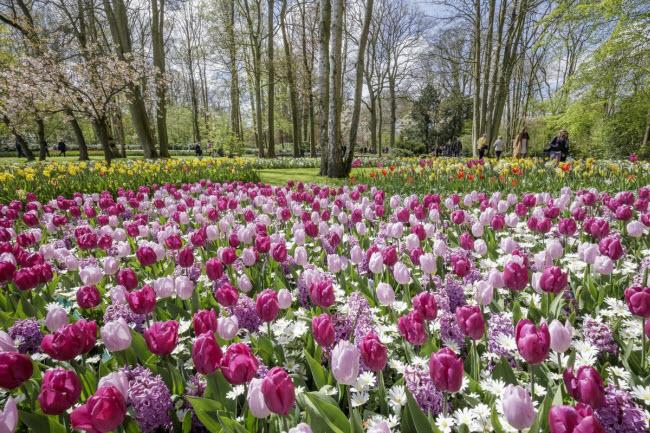 Lễ hội hoa tulip bắt đầu tại Keukenhof từ năm 1950, khi công viên lần đầu tiên mở cửa đón công chúng tham quan.