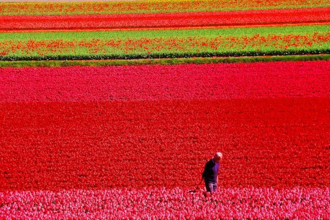 Các nhà thiết kế tại công viên Keukenhof lên kế hoạch rất chi tiết cho lễ hội hoa tulip.