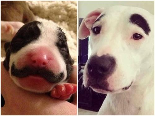 Những chú chó có 'râu', 'lông mày' nhờ bộ lông vô cùng độc đáo