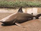 Cá mập ăn thịt người xuất hiện giữa phố Australia
