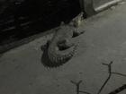 Đồng Nai: Cá sấu xổng chuồng bò nghênh ngang ngoài đường khiến người dân khiếp sợ