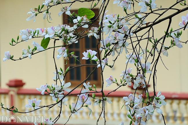 dam say bat tan voi mua hoa ban trang o tay bac hinh anh 3