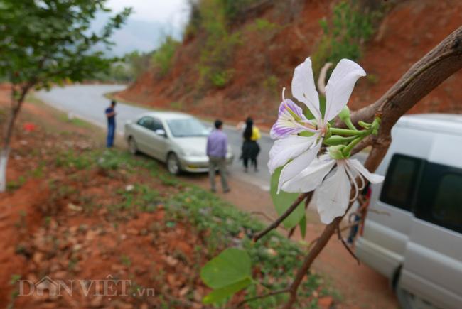 dam say bat tan voi mua hoa ban trang o tay bac hinh anh 14