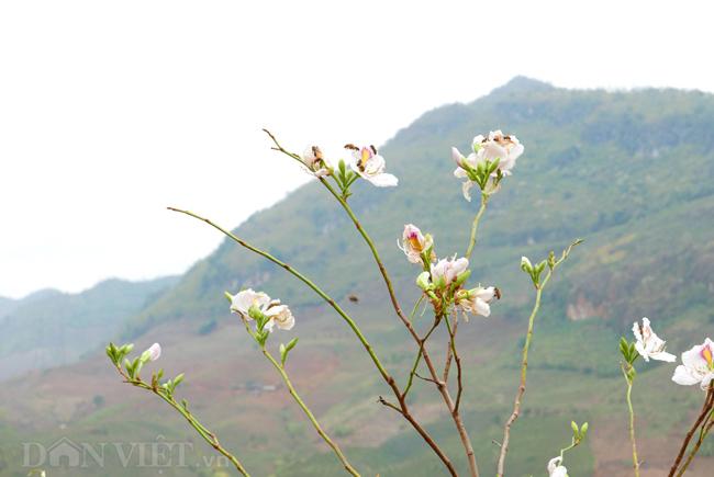 dam say bat tan voi mua hoa ban trang o tay bac hinh anh 13