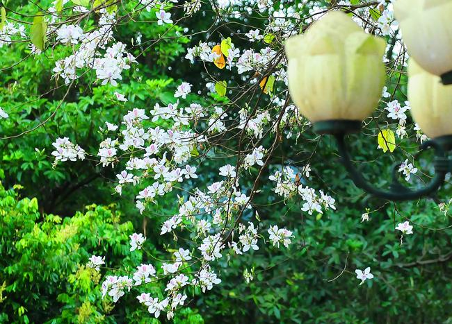 dam say bat tan voi mua hoa ban trang o tay bac hinh anh 2