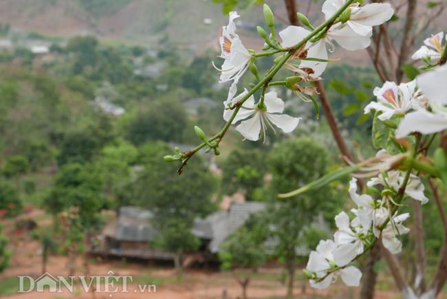 dam say bat tan voi mua hoa ban trang o tay bac hinh anh 6
