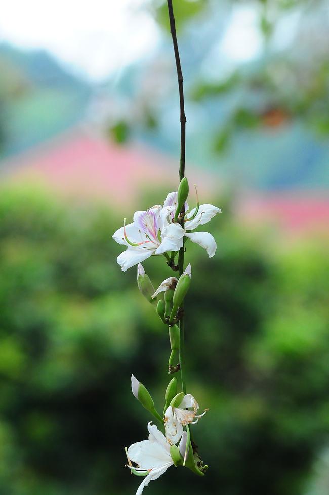 dam say bat tan voi mua hoa ban trang o tay bac hinh anh 7