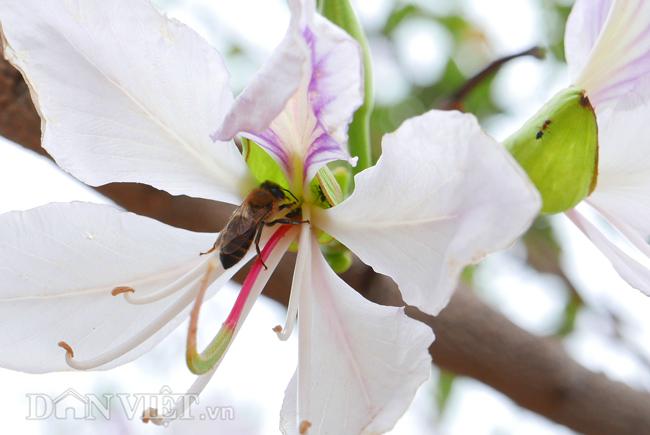 dam say bat tan voi mua hoa ban trang o tay bac hinh anh 5