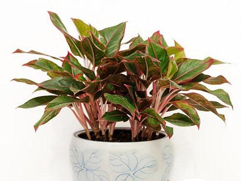 Người mệnh hỏa nếu không trồng cây này chắc chắn sẽ hối hận