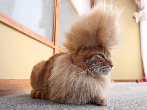 Không nhịn được cười với 22 bộ lông siêu độc đáo của thú cưng