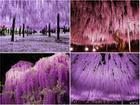 Ngất ngây vẻ đẹp lãng mạn như ngôn tình của vườn hoa tử đằng tại Nhật Bản
