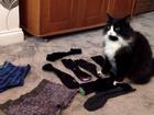 Chú mèo 'biến thái' có sở thích ăn cắp đồ lót nhà hàng xóm