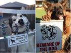 Lộ diện 17 chú chó 'dữ' khiến người xem không nhịn được cười
