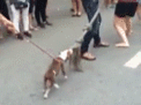 Chú chó hăng hái 'chơi' kéo co trên phố đi bộ khiến nhiều người bật cười