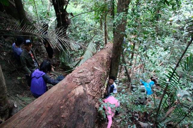 cây đoác, rượu đoác, rượu đoác Quảng Bình