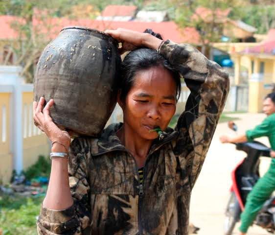 cây đoác, rượu đoác, rượu đoác Quảng Bình