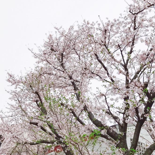 Ra đây mà xem người ta kéo nhau sang Nhật ngắm hoa anh đào hết rồi! - Ảnh 8.