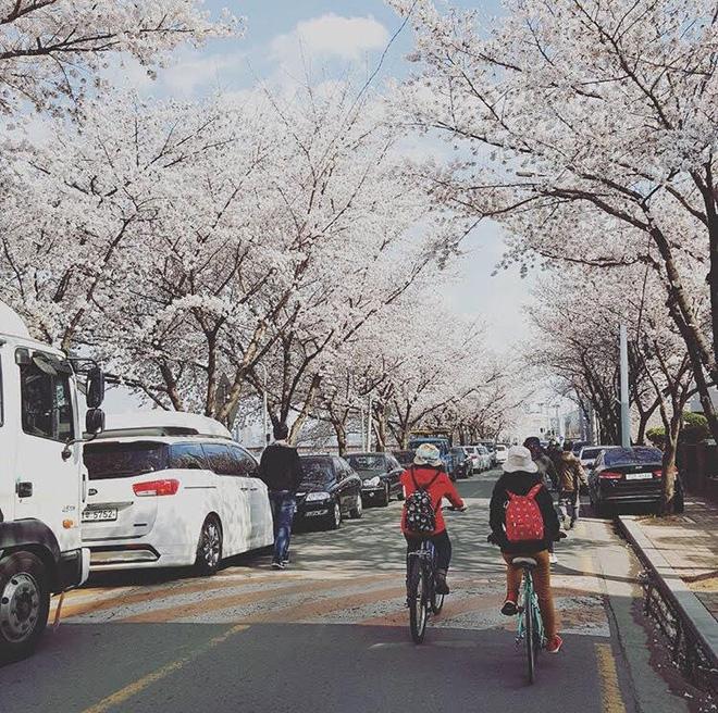 Ra đây mà xem người ta kéo nhau sang Nhật ngắm hoa anh đào hết rồi! - Ảnh 1.