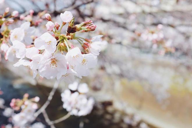 Ra đây mà xem người ta kéo nhau sang Nhật ngắm hoa anh đào hết rồi! - Ảnh 1.