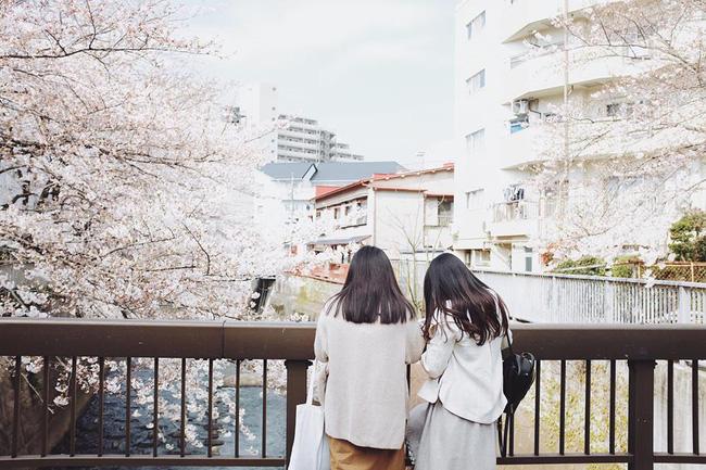 Ra đây mà xem người ta kéo nhau sang Nhật ngắm hoa anh đào hết rồi! - Ảnh 3.