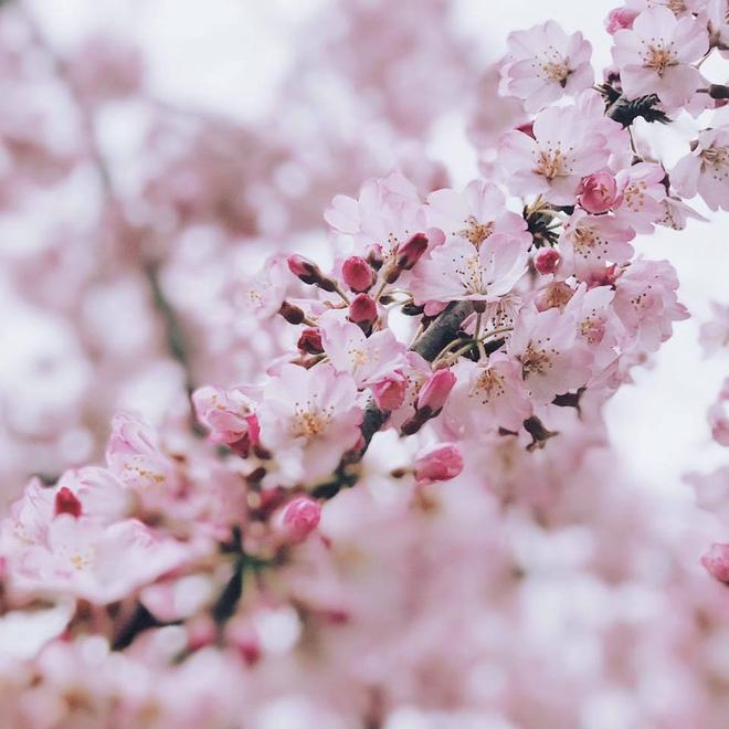 Ra đây mà xem người ta kéo nhau sang Nhật ngắm hoa anh đào hết rồi! - Ảnh 9.