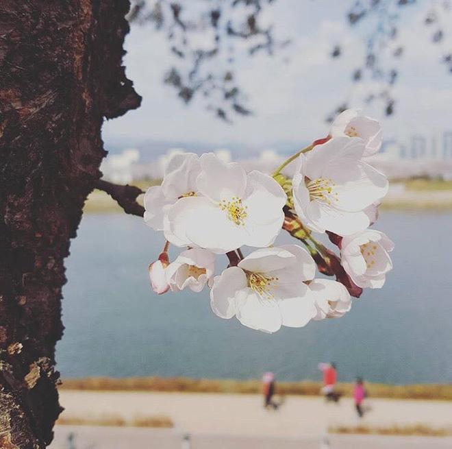 Ra đây mà xem người ta kéo nhau sang Nhật ngắm hoa anh đào hết rồi! - Ảnh 1.