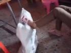 Video: Bé gái bị người thân nhét vào bao tải, đấm đá túi bụi gây phẫn nộ