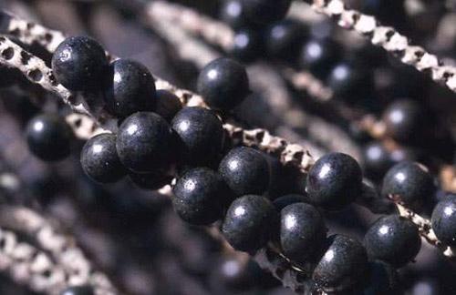 rung minh truoc cac cach pha thai dang so co tu thoi co dai - 3