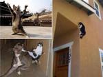 15 chú mèo 'ninja' khiến bạn không nhịn được cười