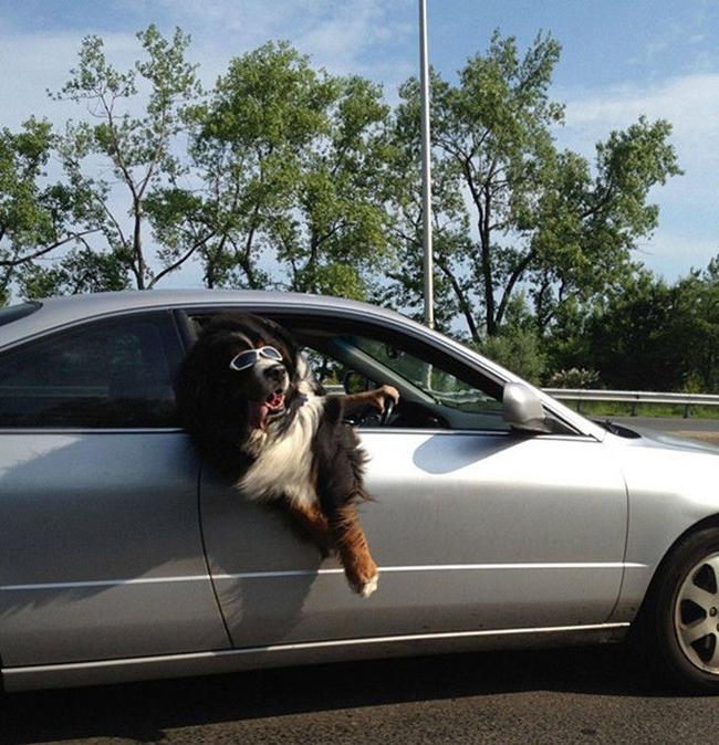 hinh anh "kho luong" chi thay tren... duong hinh anh 4