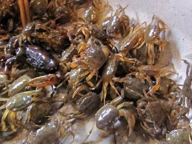 Cua cái thường thịt sẽ chắc và nhiều gạch hơn. Ảnh minh họa