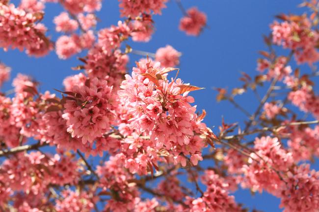 30/4, "dua nhau di tron" duoi con duong ruc hong hoa anh dao o tq hinh anh 6