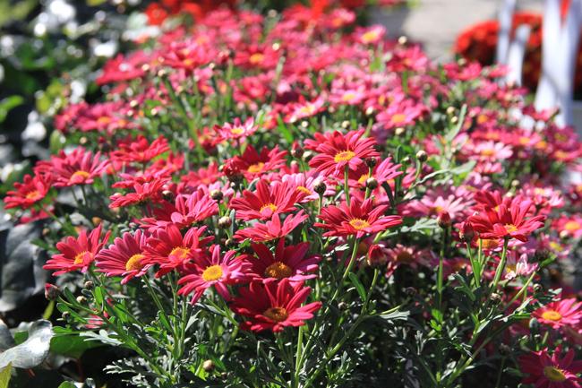 30/4, "dua nhau di tron" duoi con duong ruc hong hoa anh dao o tq hinh anh 8