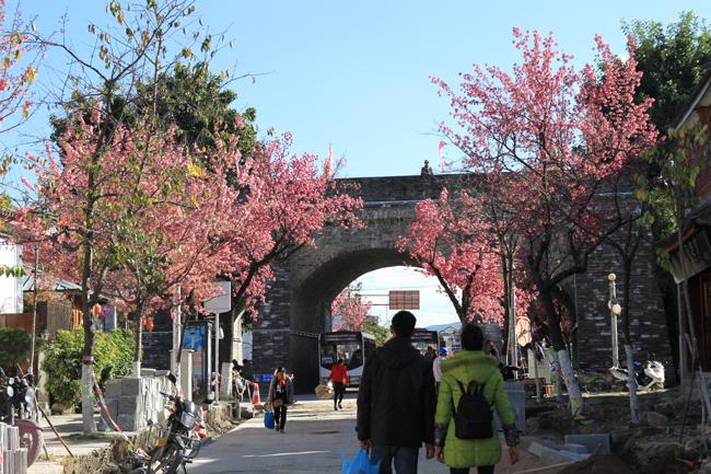 30/4, "dua nhau di tron" duoi con duong ruc hong hoa anh dao o tq hinh anh 2